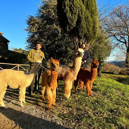 Il Castellare Con Alpaca *
