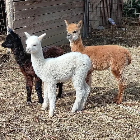 Apartment Il Castellare Con Alpaca